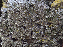 Bottlebrush Frost Lichen