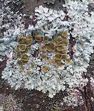 Bottlebrush Shield Lichen