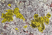Bright Cobblestone Lichen