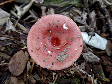 Brittlegill (Russula sp.)