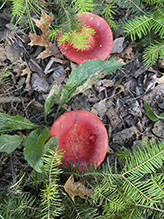 Brittlegill (Russula sp.)
