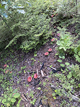 Brittlegill (Russula sp.)