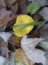 Butter Waxcap