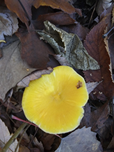 Butter Waxcap