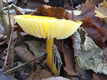 Butter Waxcap