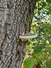bracket fungus (Ganoderma lobatum)