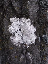 Can-of-worms Lichen