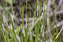 Choke Disease of Grasses