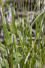 Choke Disease of Grasses