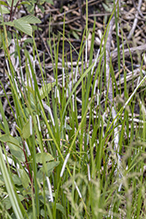 Choke Disease of Grasses