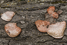 Cinnabar Polypore