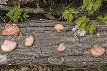 Cinnabar Polypore