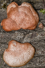 Cinnabar Polypore