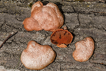 Cinnabar Polypore