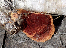 Cinnabar Polypore