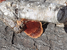 Cinnabar Polypore