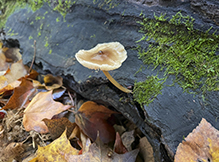 Common Bonnet