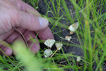 Common Gilled Mushroom or Ally (Order Agaricales)