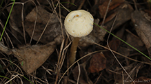 Common Gilled Mushroom or Ally (Order Agaricales)