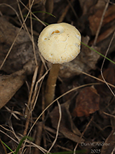 Common Gilled Mushroom or Ally (Order Agaricales)