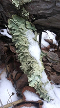 Common Greenshield Lichen