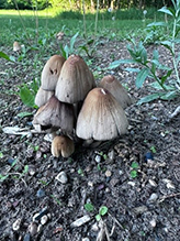Common Ink Cap