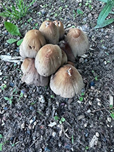 Common Ink Cap