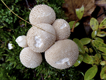 Common Puffball