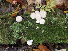 Common Puffball