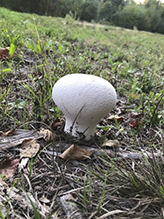 Common Puffball