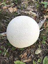 Common Puffball