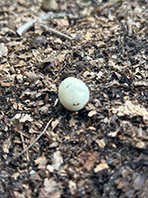 Common Puffball