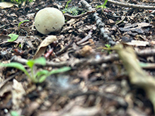 Common Puffball