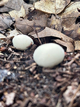 Common Puffball