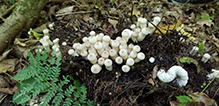 Common Puffball