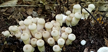 Common Puffball