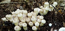 Common Puffball