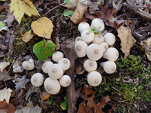 Common Puffball
