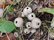 Common Puffball