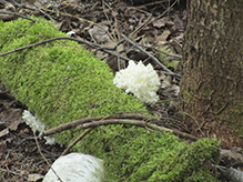 Coral Tooth Fungus