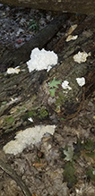 Coral Tooth Fungus