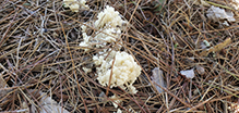 Coral Tooth Fungus