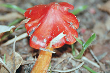 Crimson Waxcap