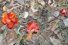 Crimson Waxcap