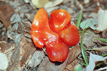 Crimson Waxcap