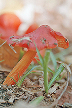 Crimson Waxcap