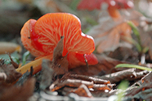 Crimson Waxcap