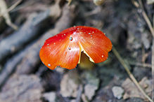 Crimson Waxcap