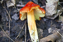 Crimson Waxcap