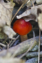 Crimson Waxcap